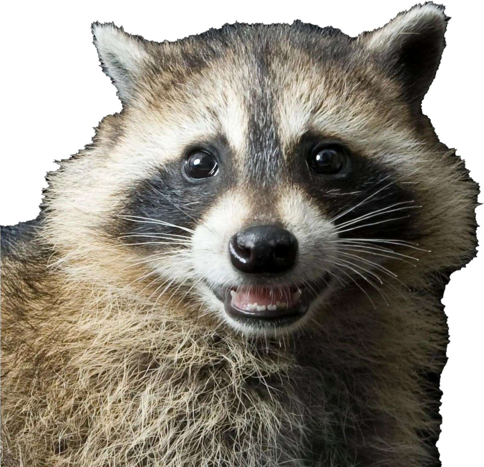 Raccoon Transparent Image Raccoon Png Transparent Raccoon Transparent Background