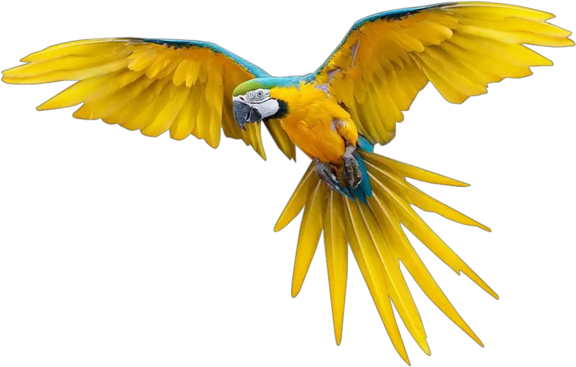 Download Pajaros Png Transparente Flying Bird Png Full Colorful Flying Birds Gif Bird Transparent