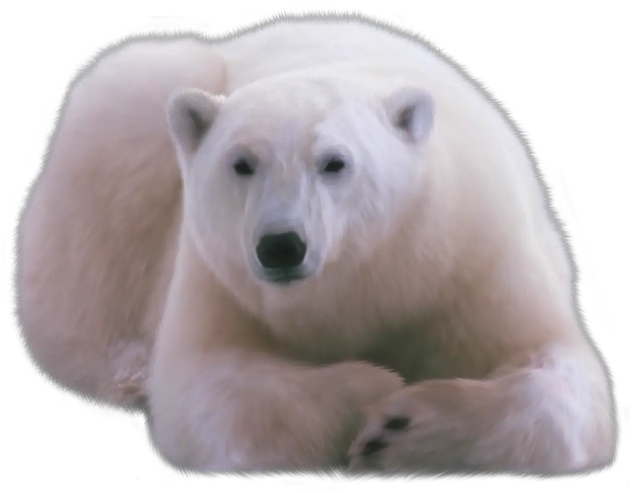 Polar Bear Png Clipart Web Icons White Bear Png Polar Bear Png