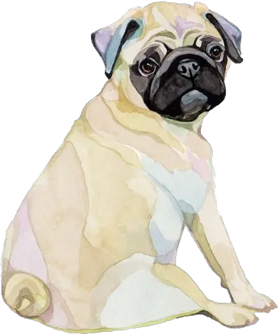 Pin De Ines Guarderas En Art Dibujo Animales Dibujos Pug Watercolour Png Pug Png