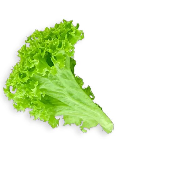 Download Lettuce Leaf Lettuce Leaf Transparent Background Png Salad Png