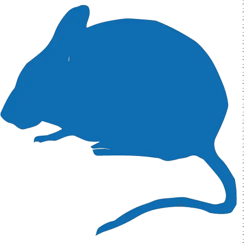 Mouse U2013 Ibv Clinical Trial Animal Png Kiwi Bird Icon