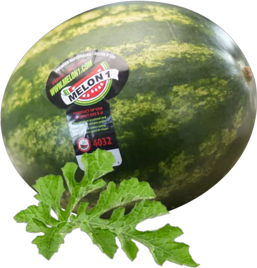 The Perfect Watermelon Is Always In Season U2013 Melon1 Watermelon Leaves Png Melon Png