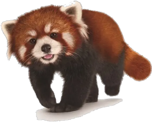 Red Cross Png Transparent Crosspng Images Pluspng Transparent Background Red Panda Png Raccoon Transparent Background