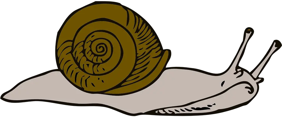 Move Snail Long Free Vector Graphic On Pixabay Snail Clipart Free Png Moving Png
