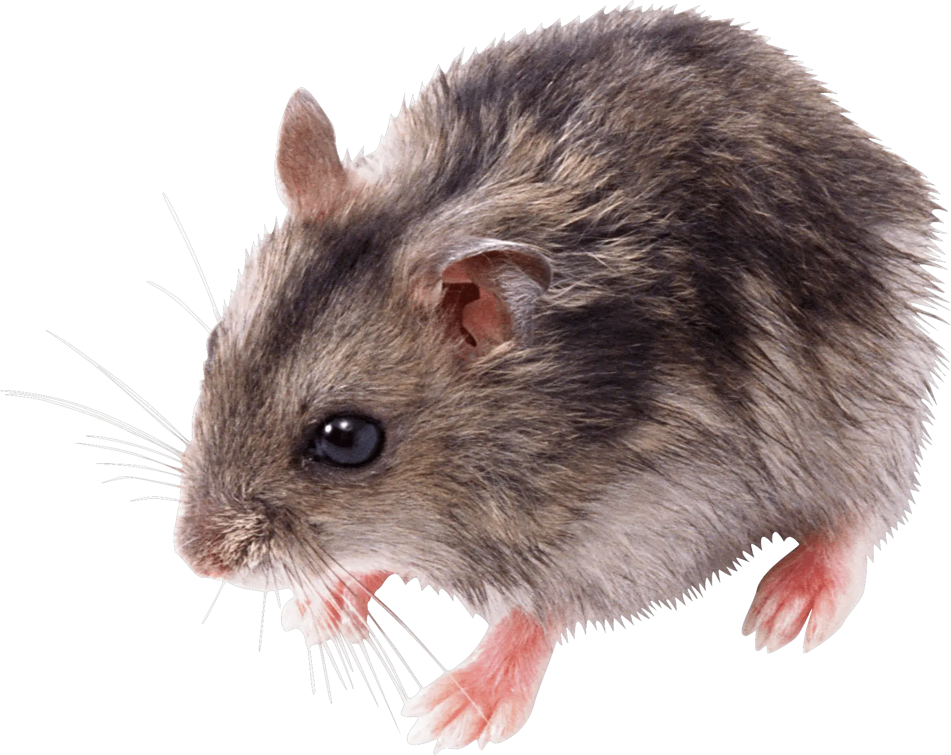 Download Free Png Mouse Transparent