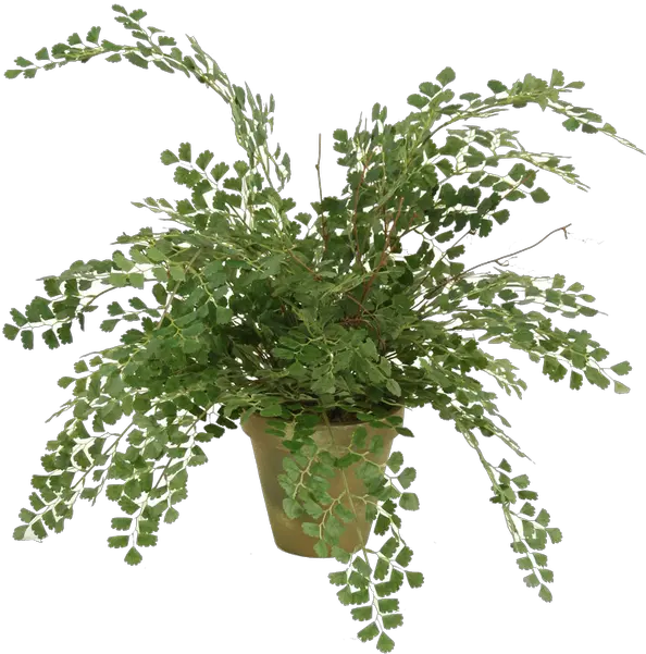 Maidenhair Fern Foliage Plant Png Maidenhair Fern Fern Png