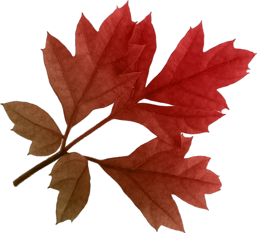 Autumn Leaves Png Clipart Red Leaves Transparent Background Autumn Leaves Png