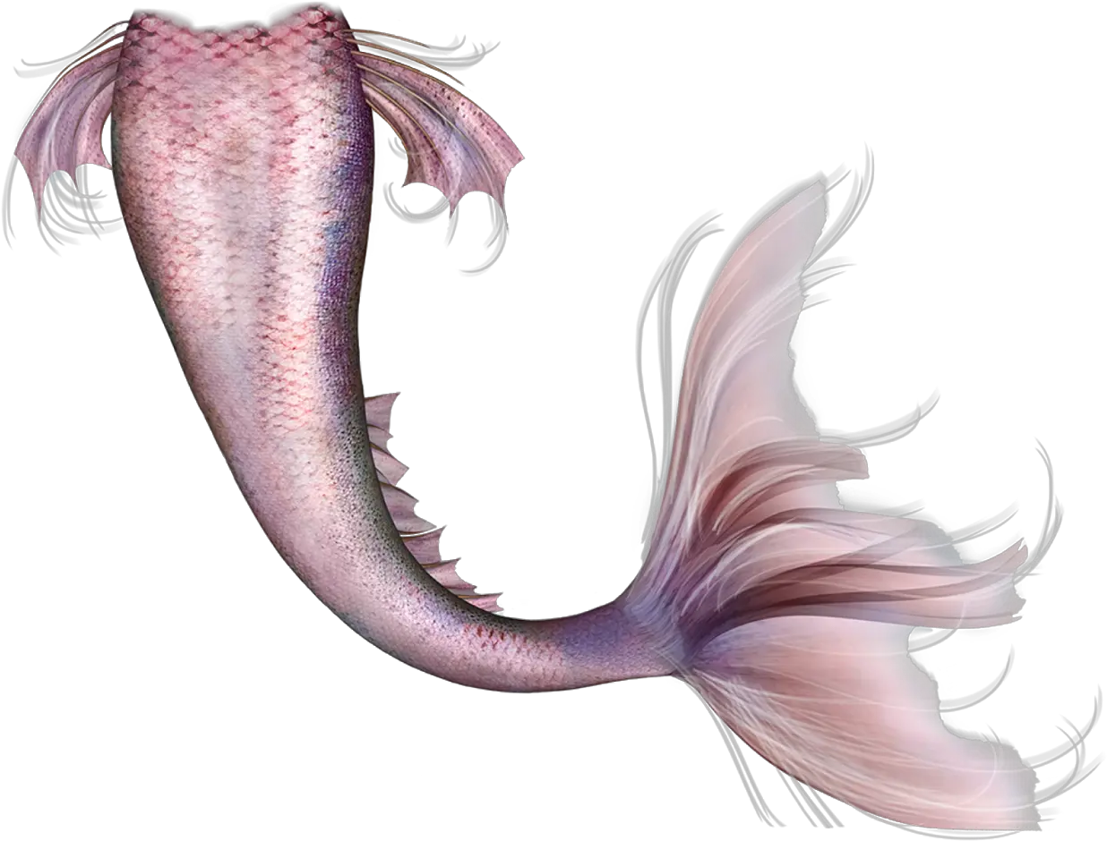 Mermaid Legendary Creature Fairy Tail Long Mermaid Tail Png Mermaid Tail Png