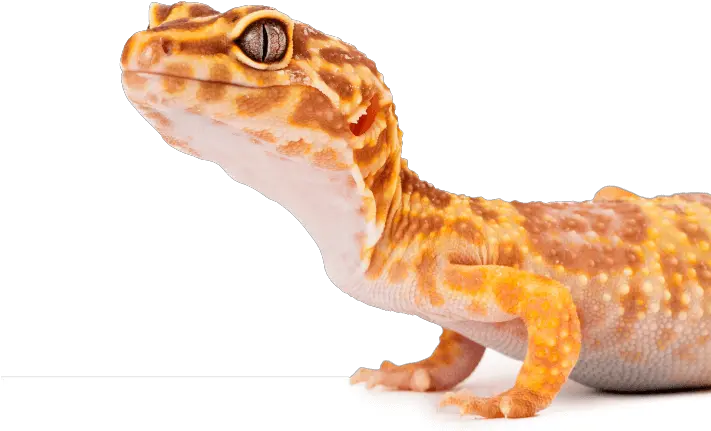 Skink Crested And Leopard Geckos Substrates Reptichip Leopard Gecko From Side Png Leopard Gecko Png
