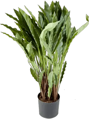 Nieuwkoop Europe Houseplant Png Wild Grass Png