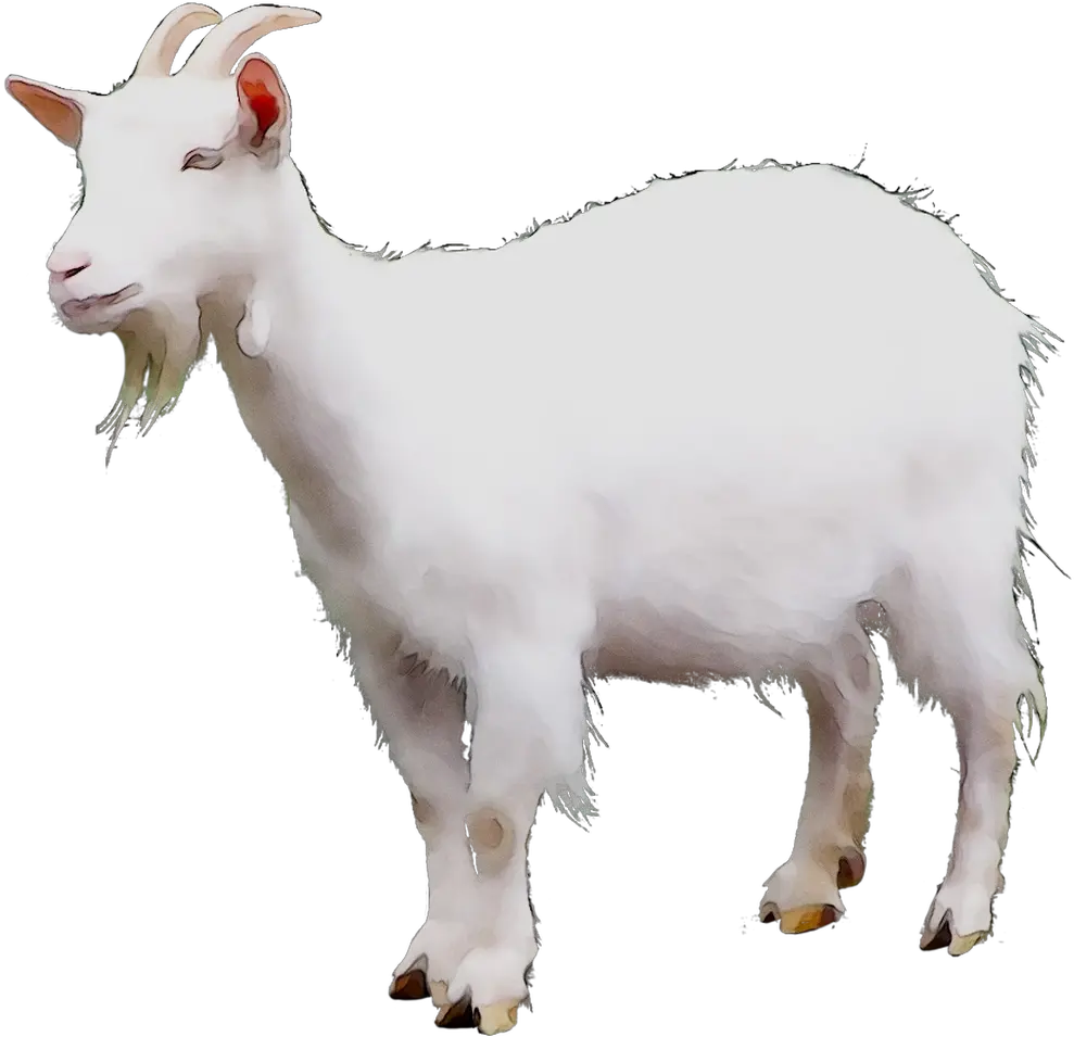 Mountain Goat Sheep Cattle Terrestrial Mountain Goat No Background Png Goat Transparent Background