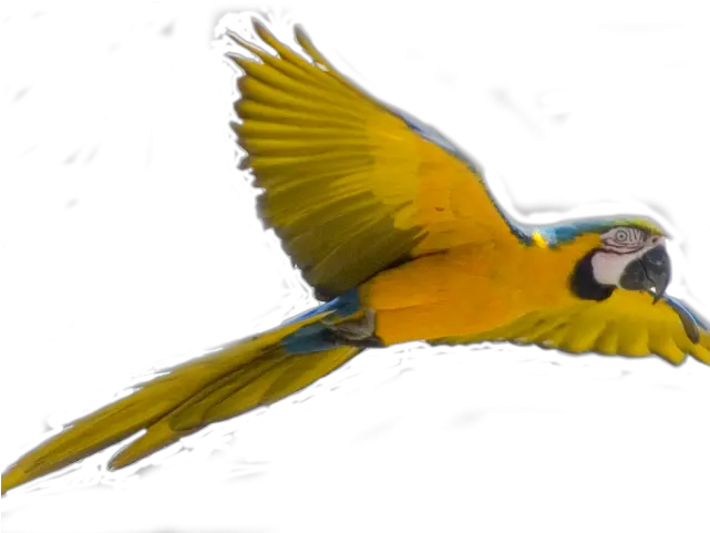 Parrot Clipart Face Bird Flying Transparent Background Png Bird Flying Png