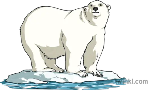 Global Warming Polar Bear Polar Bear Png Ice Bear Png