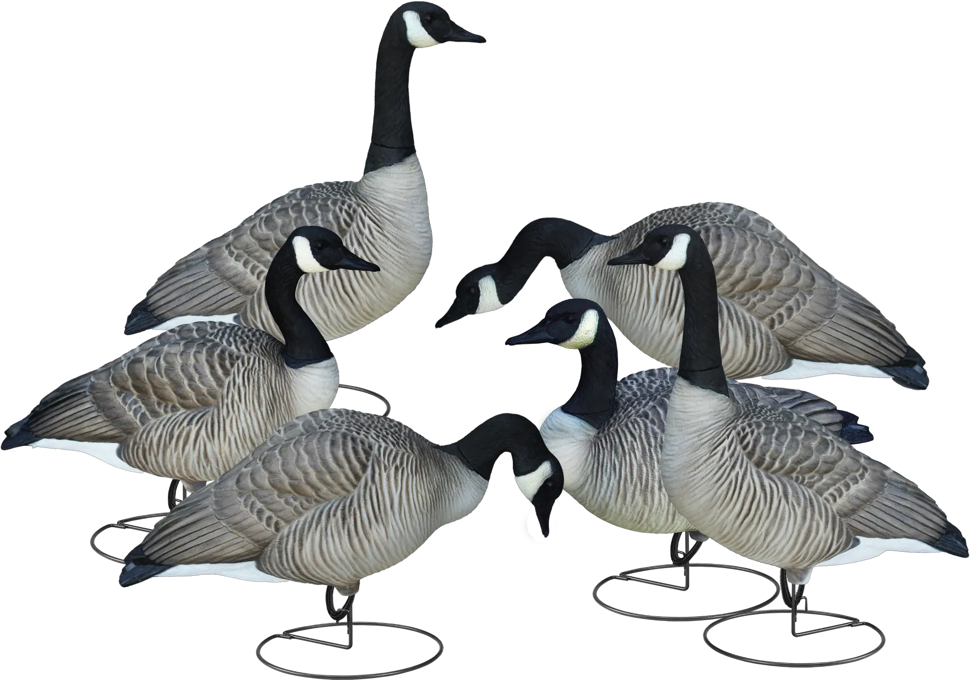 Download Livecraft Full Body Geese Canada Goose Full Png Canadian Goose Goose Png