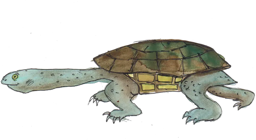 Download Hd Eastern Long Necked Tortoise Eastern Long Eastern Turtle Png Tortoise Png