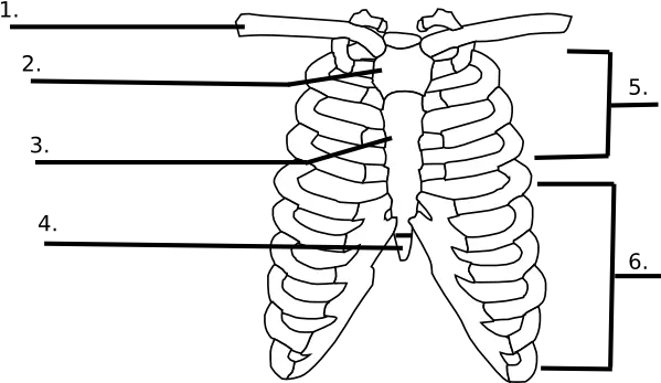 Blank Rib Cage Quiz Clip Art Vector Clip Art Rib Cage Clipart Png Rib Cage Png