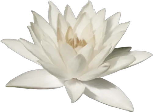 Lotus Flower Png White Lotus Png Lotus Flower Transparent Background