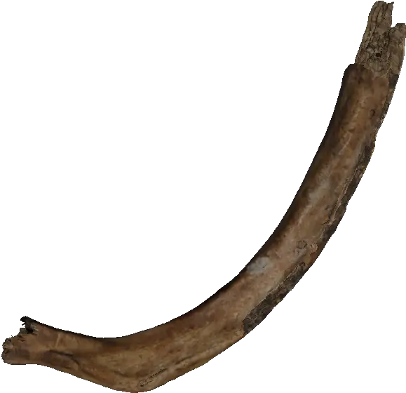 Download Hd 1920 X 927 5 Real Bones Png Transparent Png Horn Bones Png