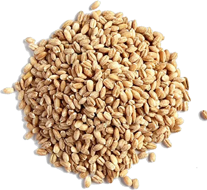 Barley Grain Png Image Barley Seeds Grain Png