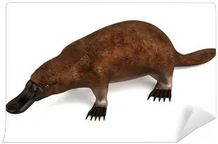 Realistic 3d Render Of Platypus Wall Mural U2022 Pixers We Live To Change Mammifero Oviparo Png Platypus Png