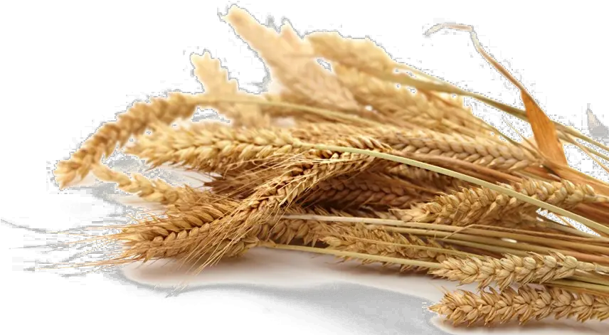 Grain Png Transparent Picture Grain Png Wheat Transparent Background