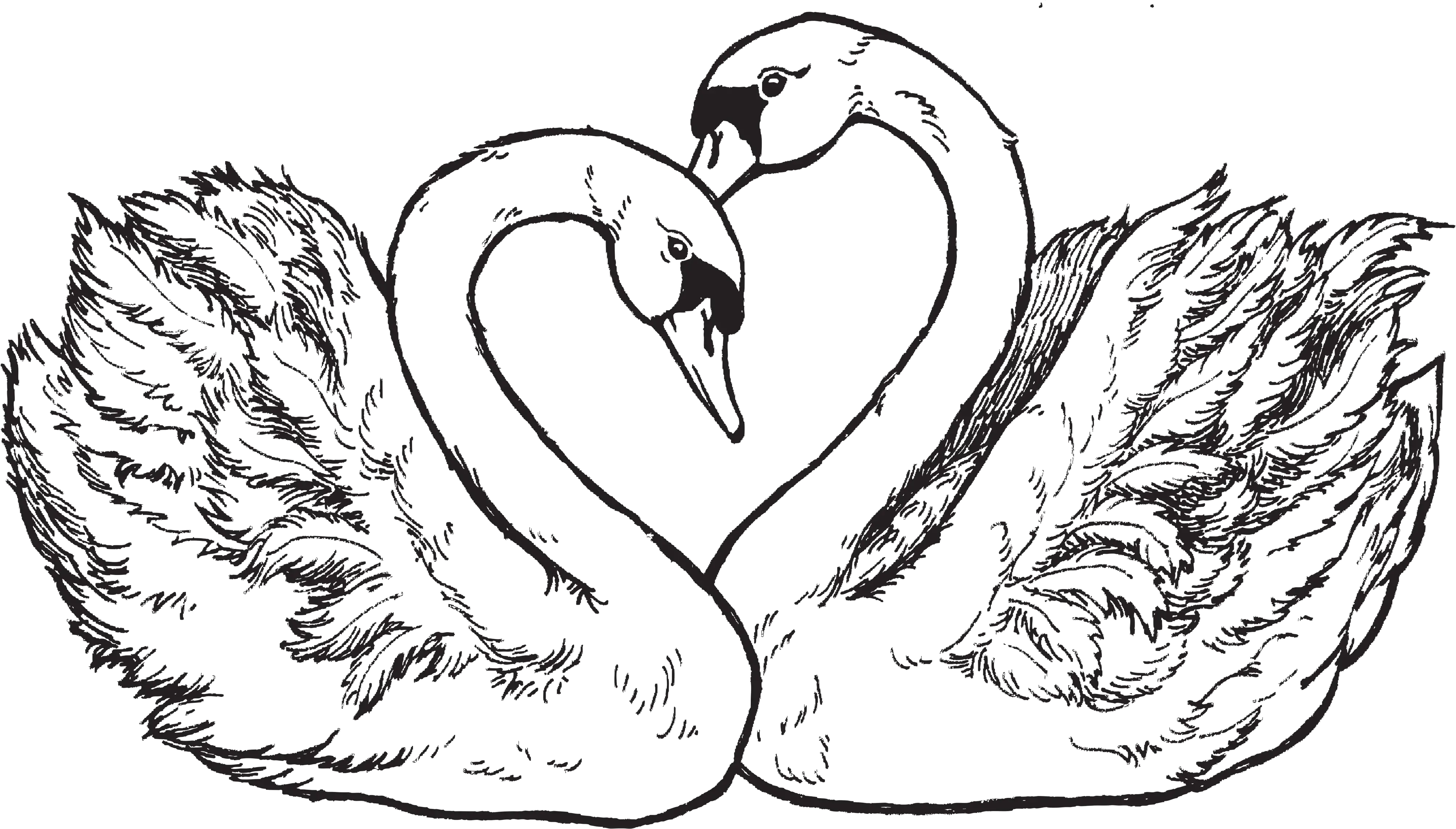 Clipart Wedding Swan Transparent Free Anniversary Cards Png Swan Png