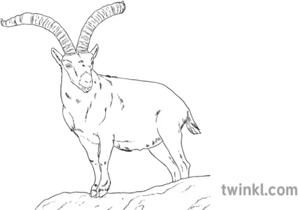 Montes Goat Cabra Animal Bucardo Horns Mammal Mps Ks2 Bw Rgb Feral Goat Png Goat Horns Png