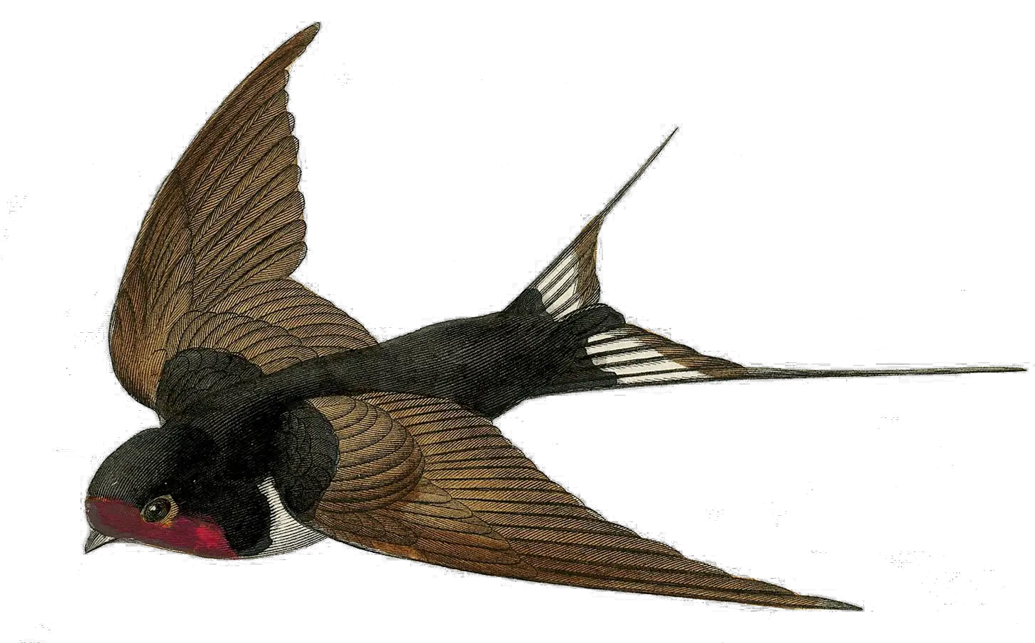 Free Bird Png Fairy Bird Png Transparent Natural History Vintage Swallow Bird Bird Png