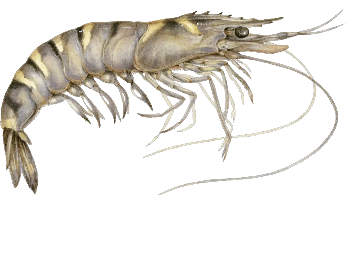 Shrimp Recommendations From The Seafood Watch Program Png