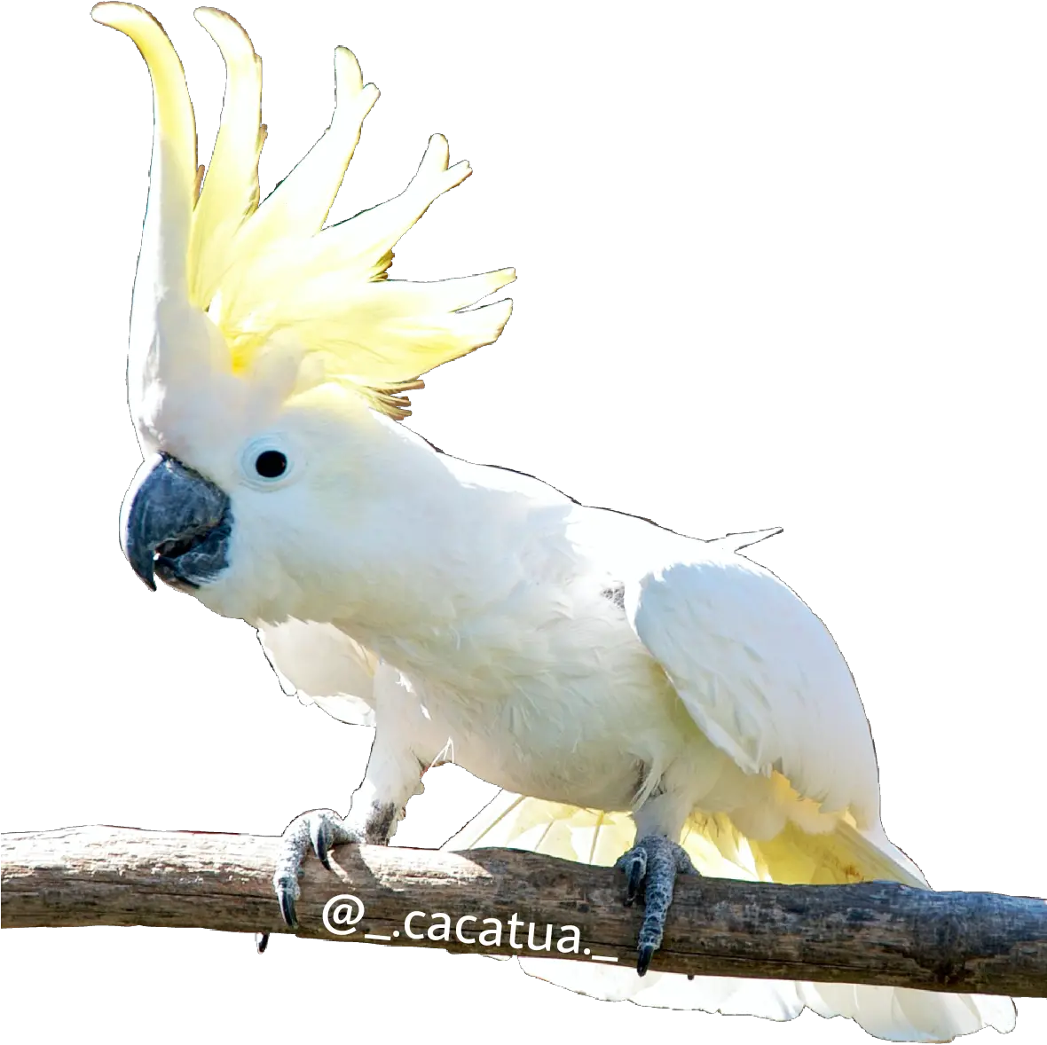 Download Hd Cacatua Kktua Cacatúa Cockatoo Cacatoès Kakadu Kakadu Png Parrot Transparent Background