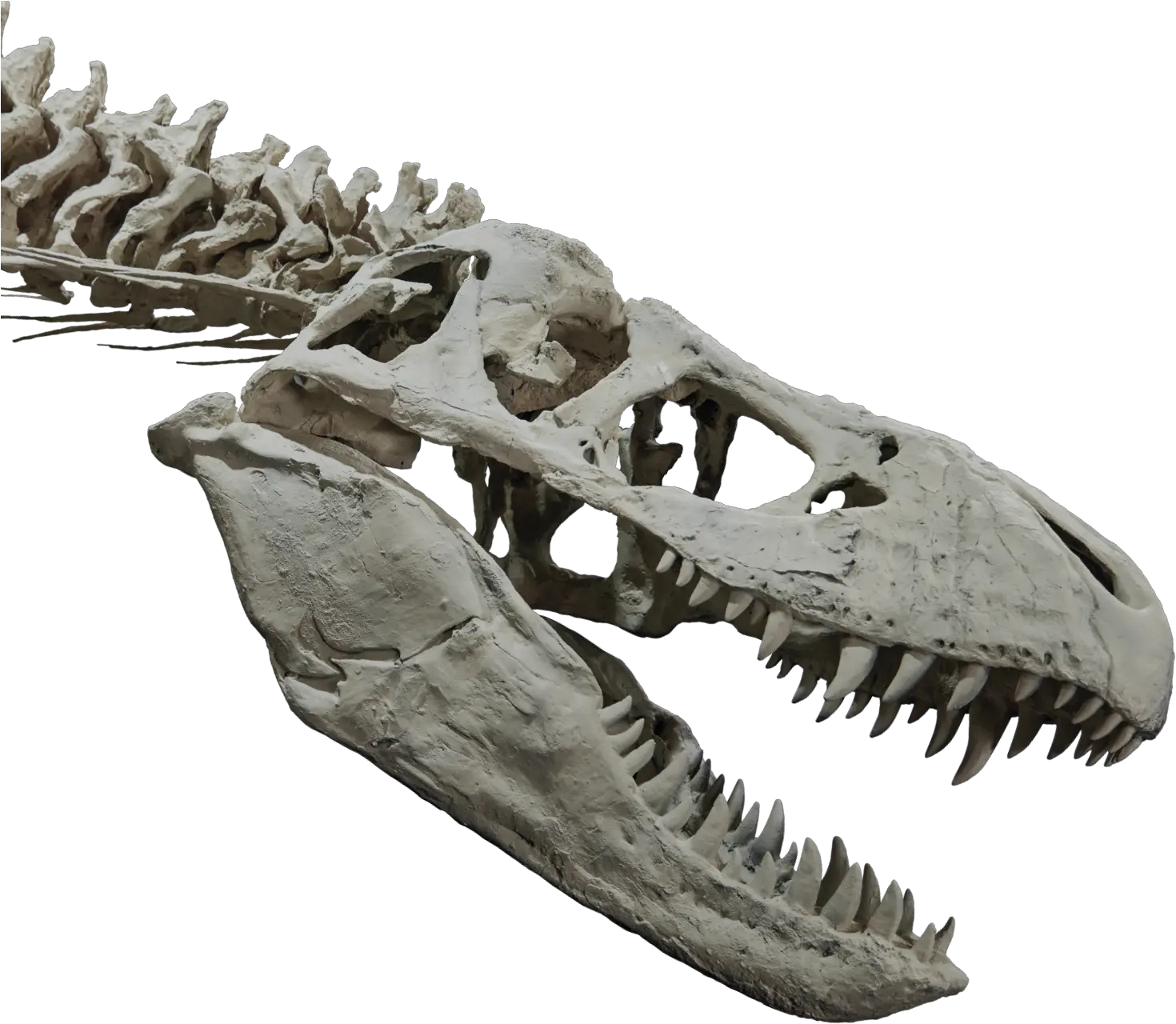 Upper Body Skeleton T Rex Skull Png Dinosaur Skull Png