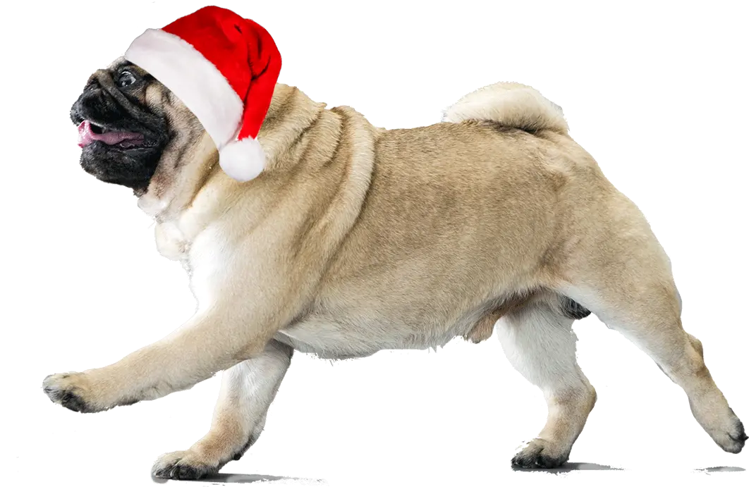 Xmas Is Comming Soooon Put This Pug Pugs With Transparent Background Png Pug Transparent Background