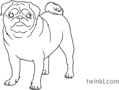 Pug Dog Breed Animal Pet Open Eyes Ks1 Black And White Lewis Chessmen King Drawing Png Pug Face Png