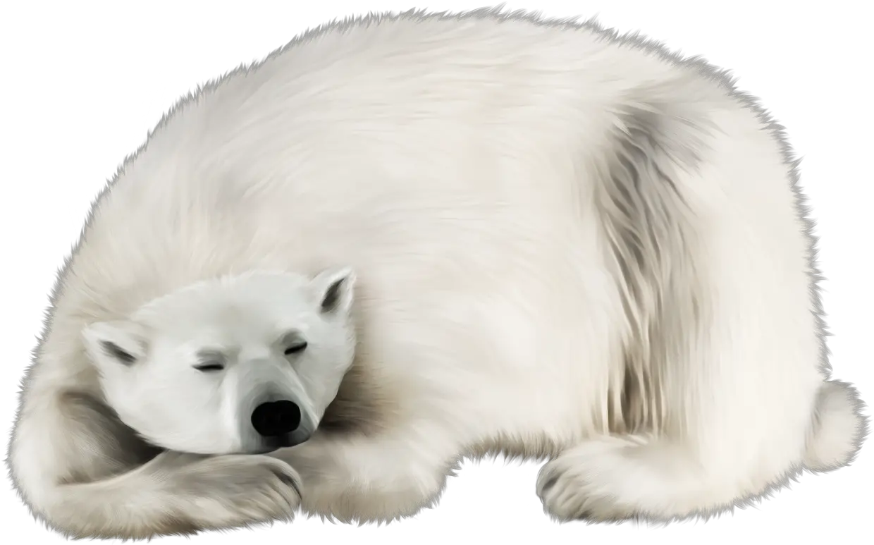 Polar Bear In Png Polar Bear Walrus Png Polar Bear Png