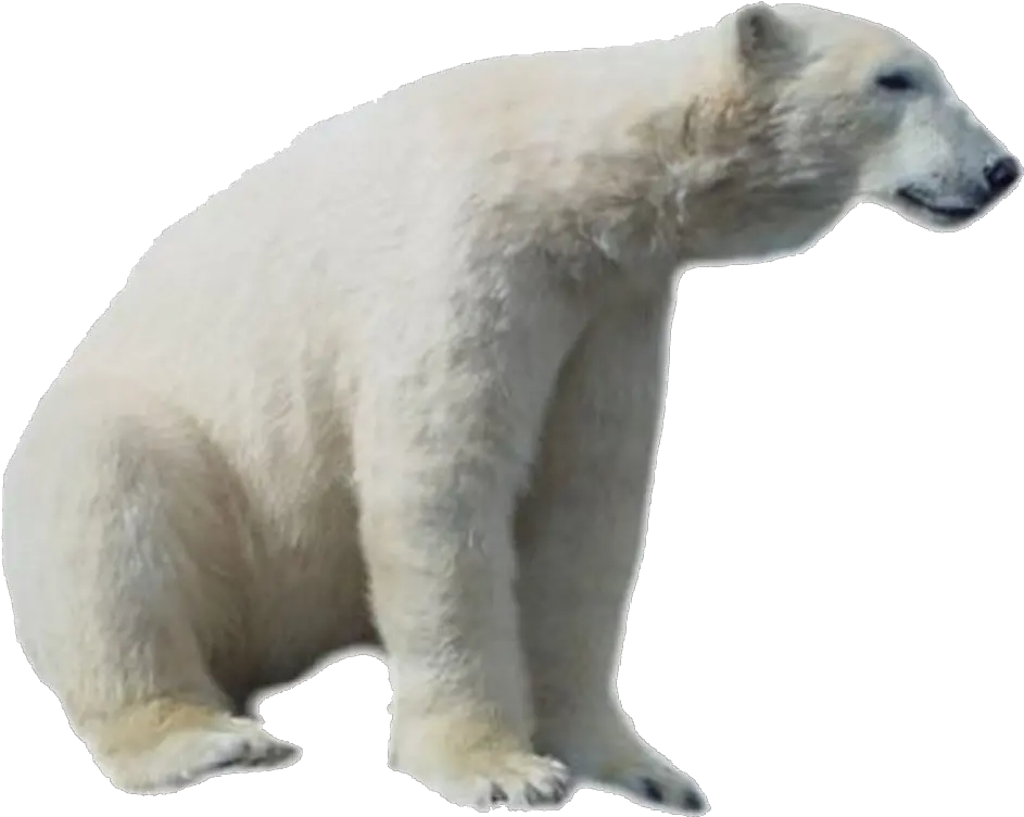 Download Polar Bear Png Hd Polar Bear Hd Png Polar Bear Png