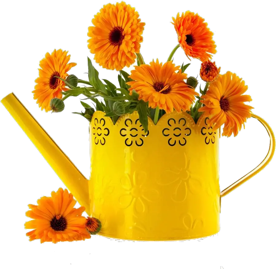 Download English Marigold Full Size Png Image Pot Marigold Marigold Png