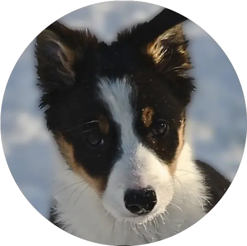 Training Australian Collie Png Border Collie Png