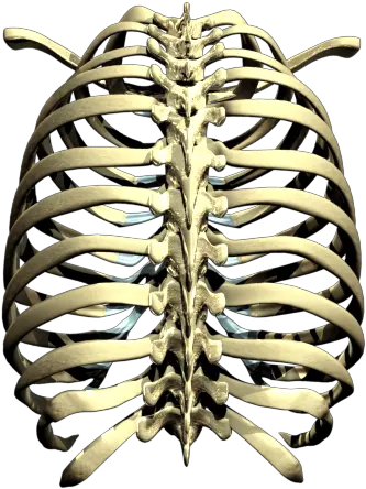 Rib Cage Png Transparent Images All Human Rib Cage Png Skeleton Png Transparent