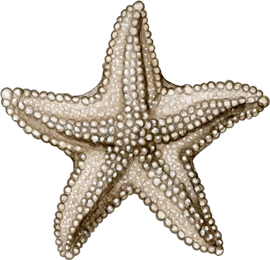 Angychan0982 U2013 Canva Mika Bazar Café Png Starfish Small Icon