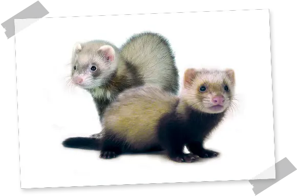 Ferret Hamiform Ferret Png Ferret Png