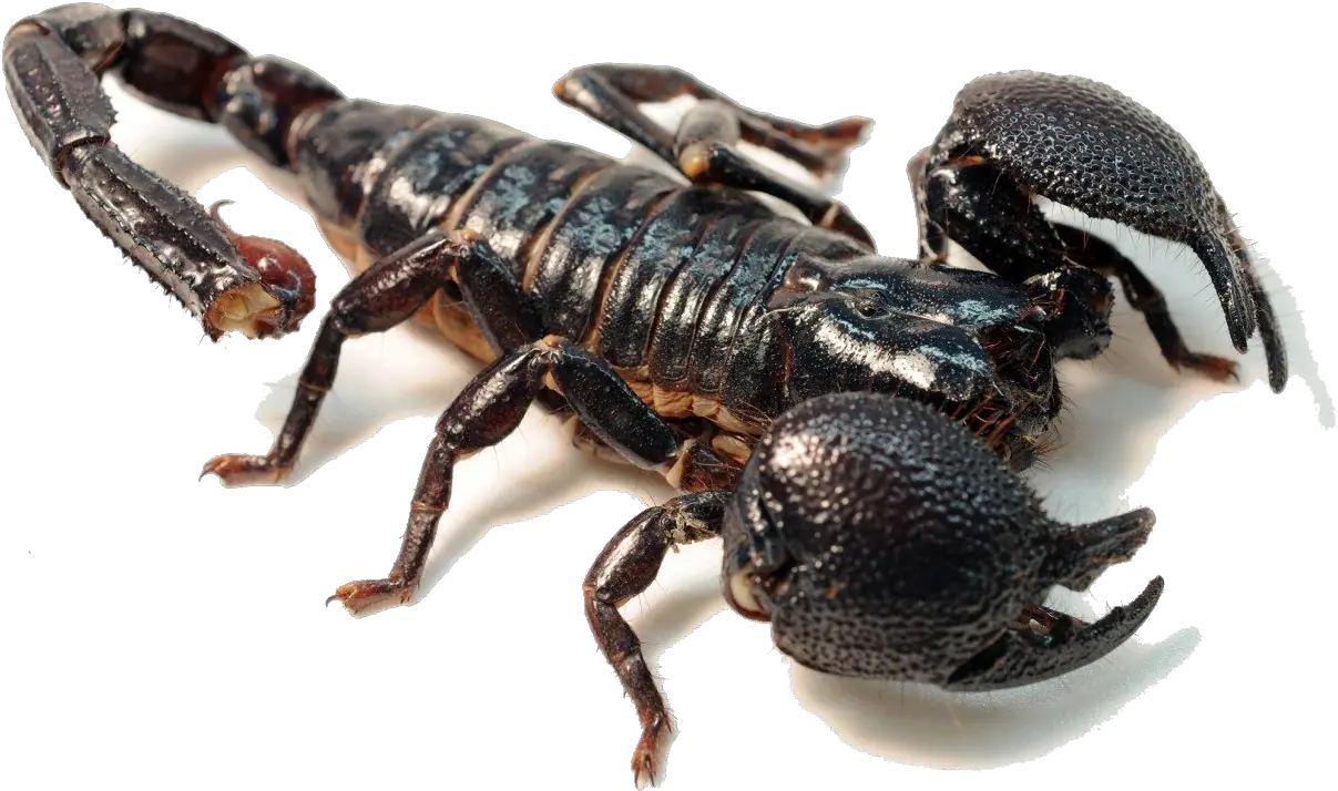 Scorpion Png Background Play Scary Scorpions Scorpion Png