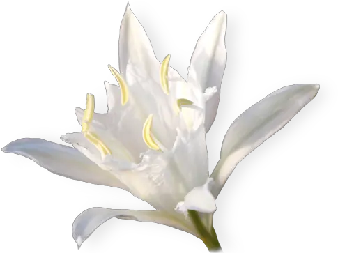 Nature Republic Crenate Orchid Cactus Png Lily Png