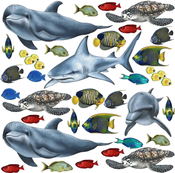 Tropical Fish And Sea Creatures Collection Economy Size Fish Png Collection Tropical Fish Png