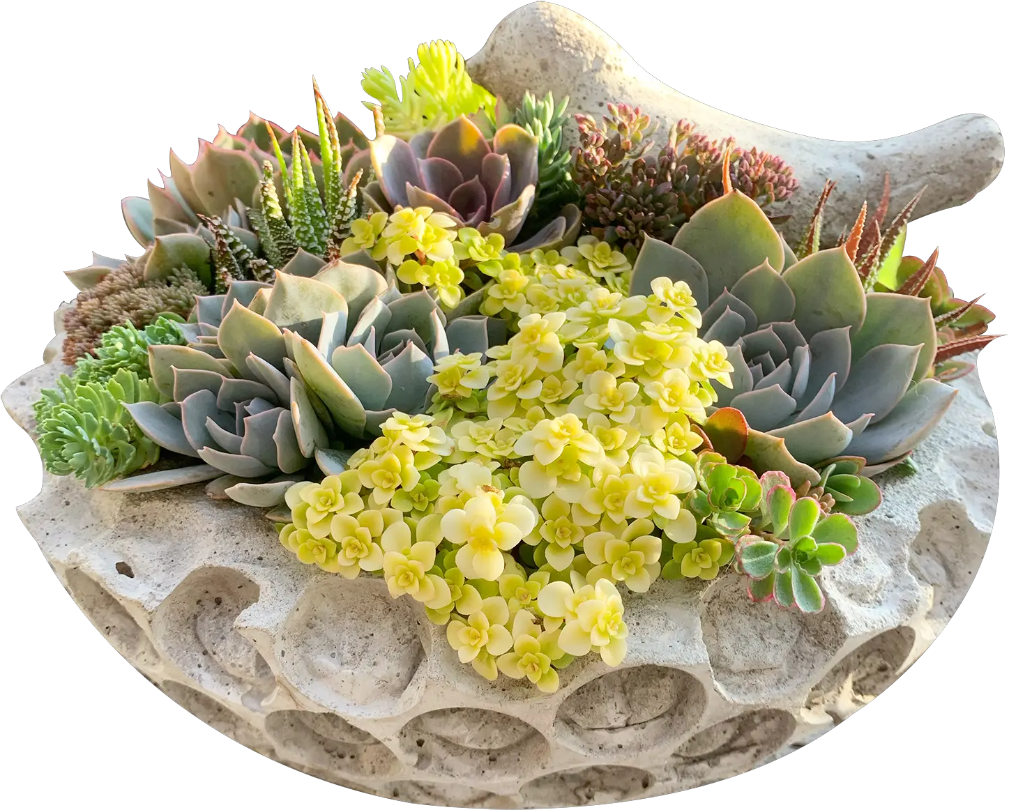 Floral Collections South Hill Succulents Echeveria Elegans Png Succulent Icon Transparent