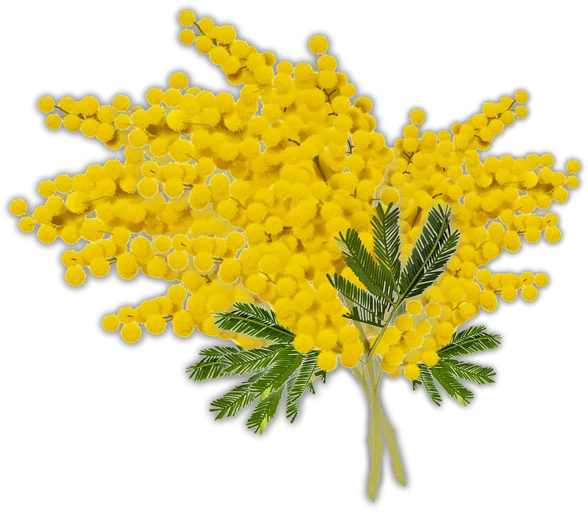 Mimosa Womens Day Woman Auguri Festa Delle Donne 2020 Medici Png Mimosa Png