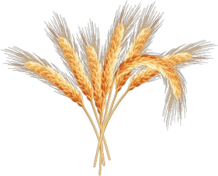 Transparent Background Wheat Spic De Grau Png Wheat Transparent Background