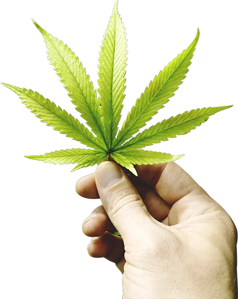 Real Weed Leaf Png Images Collection For Free Download