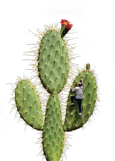 Bam Cactus Bam Communications Eastern Prickly Pear Png Cactus Transparent