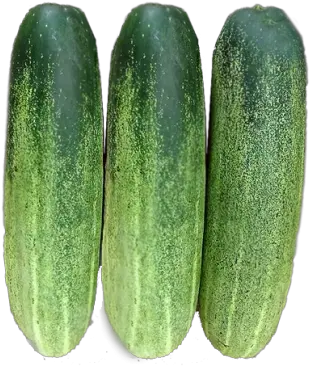 F1 Hybrid Cucumber U2013 Green World Genetic Gourd Png Cucumber Png